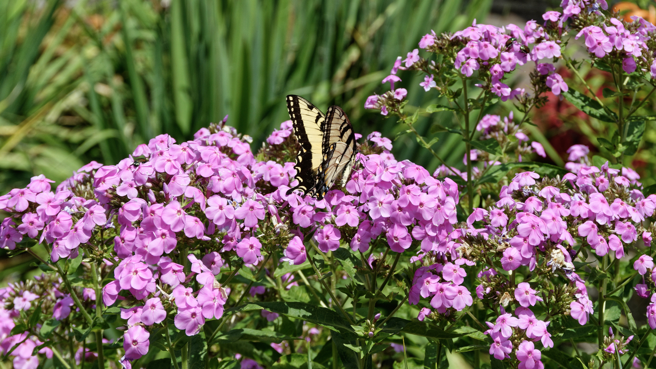20190731-134721••North Mankato•Minnesota•USA